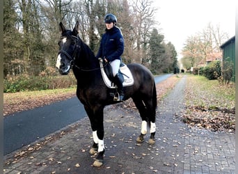 PRE Mestizo, Caballo castrado, 9 años, 172 cm, Negro