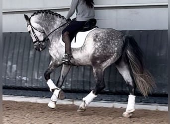 PRE Mestizo, Caballo castrado, 9 años, 172 cm, Tordo