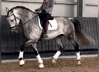 PRE Mestizo, Caballo castrado, 9 años, 172 cm, Tordo