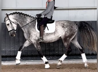 PRE Mestizo, Caballo castrado, 9 años, 172 cm, Tordo