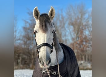 PRE Mestizo, Caballo castrado, 9 años, 172 cm, Tordo picazo