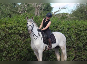 PRE Mestizo, Caballo castrado, 9 años, 172 cm, Tordo rodado