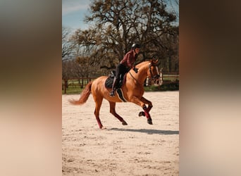 PRE, Caballo castrado, 9 años, 176 cm, Alazán-tostado