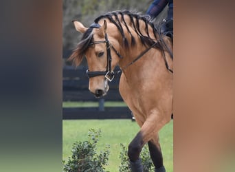 PRE Mestizo, Caballo castrado, 9 años, Buckskin/Bayo