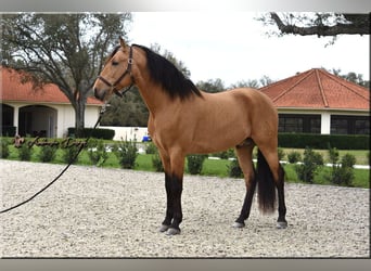 PRE Mestizo, Caballo castrado, 9 años, Buckskin/Bayo