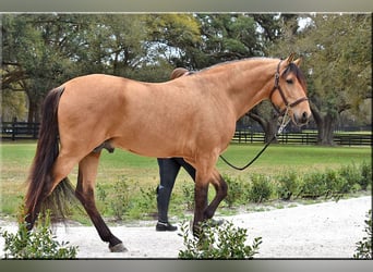 PRE Mestizo, Caballo castrado, 9 años, Buckskin/Bayo