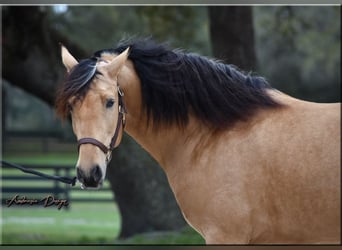 PRE Mestizo, Caballo castrado, 9 años, Buckskin/Bayo