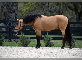 PRE Mestizo, Caballo castrado, 9 años, Buckskin/Bayo