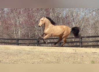 PRE Mestizo, Caballo castrado, 9 años, Buckskin/Bayo