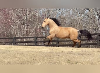 PRE Mestizo, Caballo castrado, 9 años, Buckskin/Bayo