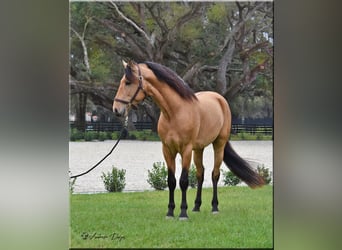 PRE Mestizo, Caballo castrado, 9 años, Buckskin/Bayo