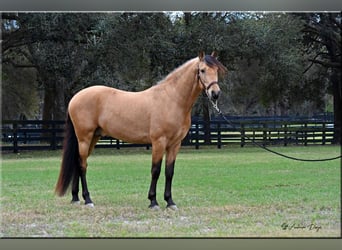 PRE Mestizo, Caballo castrado, 9 años, Buckskin/Bayo