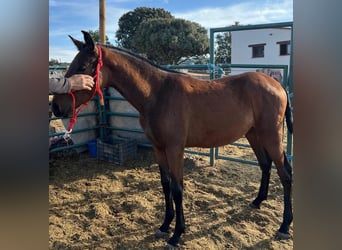 PRE, Caballo castrado, Potro (02/2025), 170 cm, Castaño