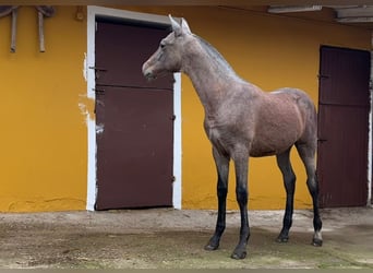 PRE, Caballo castrado, Potro (05/2024), Tordo