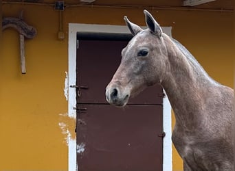 PRE, Caballo castrado, Potro (05/2024), Tordo