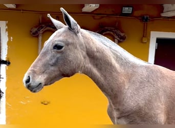 PRE, Caballo castrado, Potro (05/2024), Tordo