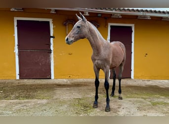 PRE, Caballo castrado, Potro (05/2024), Tordo