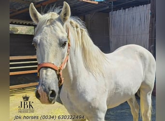 PRE, Castrone, 10 Anni, 158 cm, Grigio