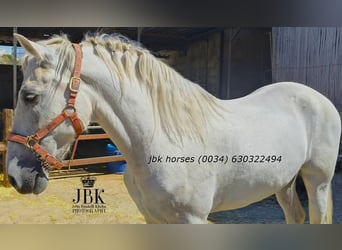 PRE, Castrone, 10 Anni, 158 cm, Grigio