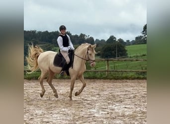 PRE Mix, Castrone, 10 Anni, 161 cm, Perlino