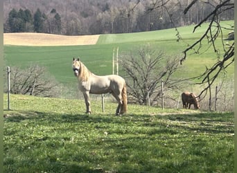 PRE Mix, Castrone, 10 Anni, 161 cm, Perlino