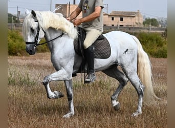 PRE Mix, Castrone, 10 Anni, 162 cm, Grigio