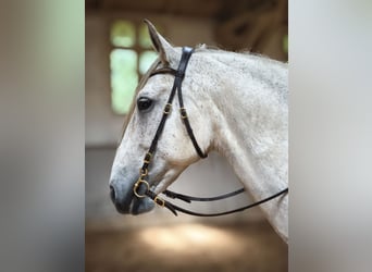 PRE Mix, Castrone, 10 Anni, 162 cm, Grigio trotinato