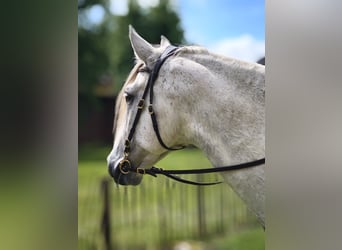 PRE Mix, Castrone, 10 Anni, 162 cm, Grigio trotinato