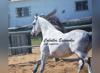 PRE Mix, Castrone, 10 Anni, 165 cm