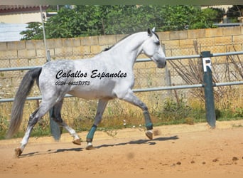 PRE Mix, Castrone, 10 Anni, 165 cm