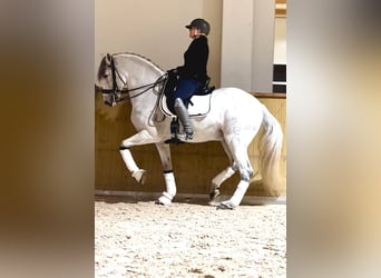 PRE Mix, Castrone, 10 Anni, 166 cm, Grigio