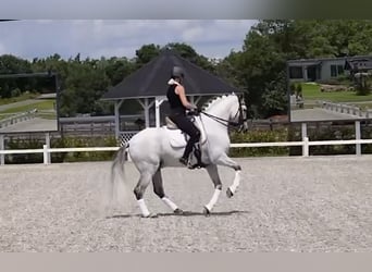 PRE Mix, Castrone, 10 Anni, 166 cm, Grigio