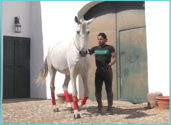 PRE Mix, Castrone, 10 Anni, 167 cm, Grigio