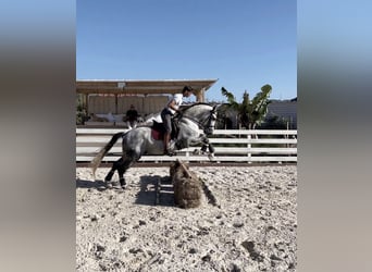 PRE, Castrone, 10 Anni, 168 cm, Grigio trotinato