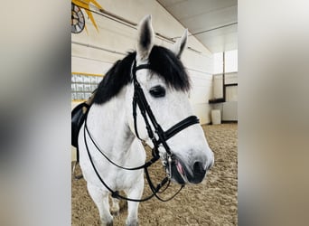 PRE Mix, Castrone, 10 Anni, 169 cm, Grigio pezzato