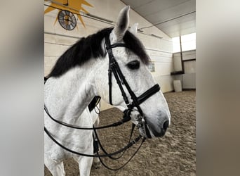 PRE Mix, Castrone, 10 Anni, 169 cm, Grigio pezzato