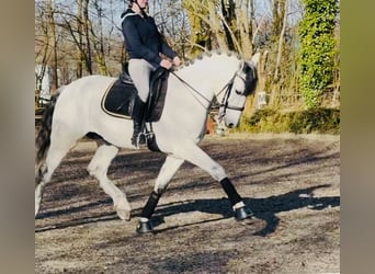 PRE Mix, Castrone, 10 Anni, 169 cm, Grigio pezzato