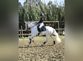 PRE Mix, Castrone, 10 Anni, 170 cm, Grigio