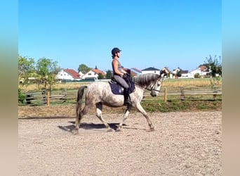 PRE Mix, Castrone, 11 Anni, 154 cm, Grigio pezzato