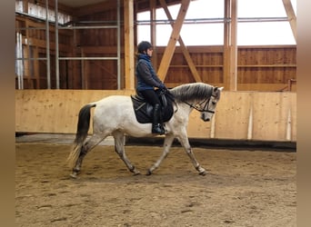 PRE Mix, Castrone, 11 Anni, 155 cm, Grigio pezzato