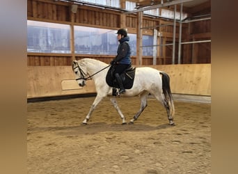 PRE Mix, Castrone, 11 Anni, 155 cm, Grigio pezzato