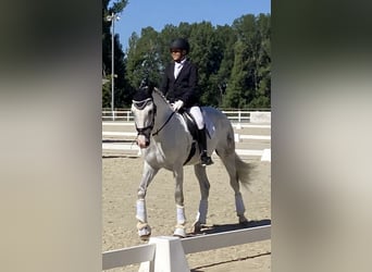 PRE Mix, Castrone, 11 Anni, 157 cm, Grigio