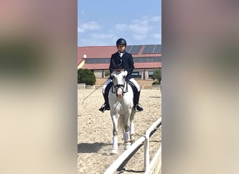 PRE Mix, Castrone, 11 Anni, 157 cm, Grigio