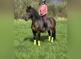 PRE Mix, Castrone, 11 Anni, 162 cm, Baio scuro