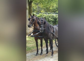 PRE Mix, Castrone, 11 Anni, 165 cm, Baio