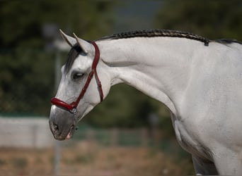 PRE Mix, Castrone, 11 Anni, 166 cm, Grigio