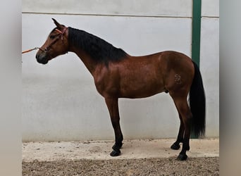 PRE, Castrone, 11 Anni, 167 cm, Baio