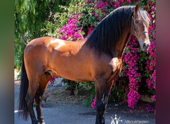 PRE, Castrone, 11 Anni, 170 cm, Baio
