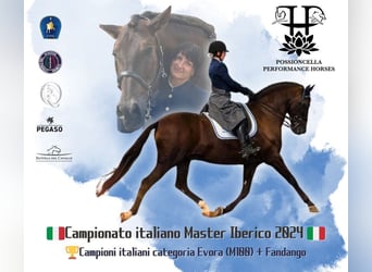 PRE Mix, Castrone, 11 Anni, Morello