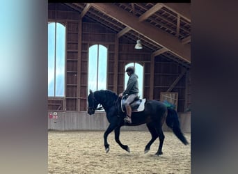 PRE Mix, Castrone, 12 Anni, 155 cm, Baio